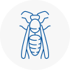 Abram Wasp Nest Removal